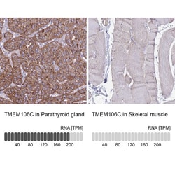 TMEM106C Antibody, Novus Biologicals:Antibodies:Primary Antibodies